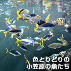 色とりどりの小笠原の魚たち