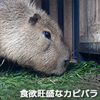 食欲旺盛なカピバラ