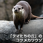 「クマたちの丘」のコツメカワウソ