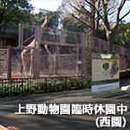 上野動物園臨時休園中（西園）