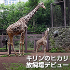 キリンのヒカリ 放飼場デビュー