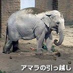 アマラの引っ越し