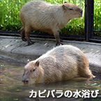 カピバラの水浴び