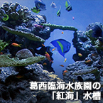 葛西臨海水族園の「紅海」水槽