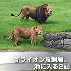 新ライオン放飼場、池に入る2頭