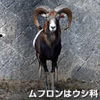 ムフロンはウシ科