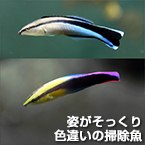 姿がそっくり 色違いの掃除魚