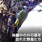 休園中の井の頭を訪れた野鳥たち