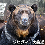 エゾヒグマに大接近