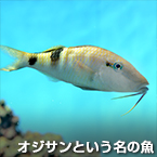 オジサンという名の魚