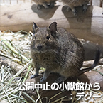 公開中止の小獣館から：デグー