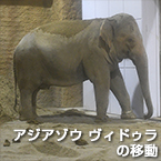 アジアゾウ ヴィドゥラの移動