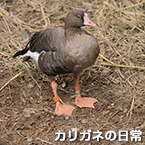 カリガネの日常