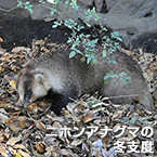 ニホンアナグマの 冬支度