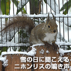 雪の日に聞こえるニホンリスの鳴き声