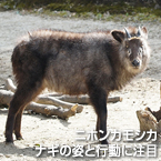 ニホンカモシカ ナギの姿と行動に注目