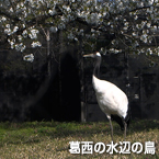 葛西の水辺の鳥