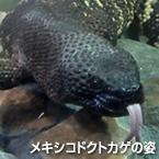 上野動物園 新正門と再開園