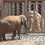 葛西の水辺の鳥