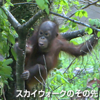 フサオネズミカンガルー ときどきフクロモモンガ