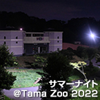 サマーナイト＠Tama Zoo 2022