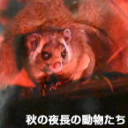 秋の夜長の動物たち