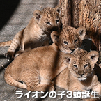 ライオンの子３頭誕生
