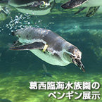 葛西臨海水族園のペンギン展示