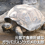 元気で食欲旺盛なガラパゴスゾウガメの太郎