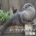 ユーラシアカワウソの食餌