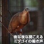 夜な夜な聞こえるミゾゴイの鳴き声