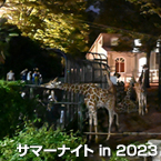 サマーナイト in 2023