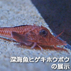 深海魚ヒゲキホウボウの展示