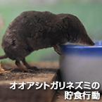 オオアシトガリネズミの貯食行動