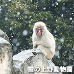 雪の上野動物園