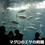 マグロのエサの時間