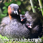 カイツブリふたたび誕生