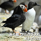 泳ぐ鳥 ウミガラスとエトピリカ