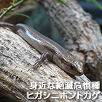 身近な絶滅危惧種ヒガシニホントカゲ