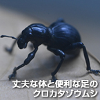 丈夫な体と便利な足のクロカタゾウムシ