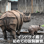 インドサイ親子 初めての放飼練習