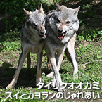 タイリクオオカミ　スイとカヨランのじゃれあい