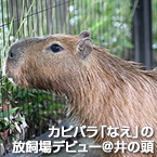 カピバラ「なえ」の放飼場デビュー＠井の頭