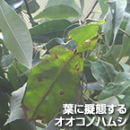 葉に擬態するオオコノハムシ