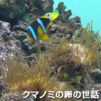 クマノミの卵の世話