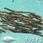 ゴンズイ玉