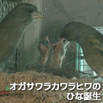 オガサワラカワラヒワのひな誕生