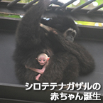 シロテテナガザルの赤ちゃん誕生