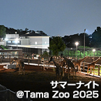 サマーナイト＠Tama Zoo 2025