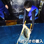 ハガツオの搬入